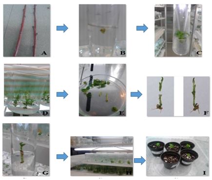In vitro Production of PPV-free Sweet cherry (Prunus avium cv. Siahe-Mashhad) by Meristem culture and micro-grafting 
