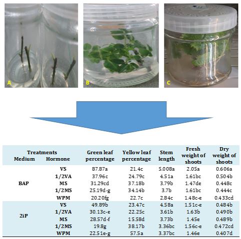 Effects of Culture Medium and Concentration of Different Growth Regulators on Organogenesis Damask rose (Rosa damascena Mill) 